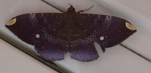 Hemeroblemma dolosa